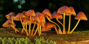 Tipos y clasificación de los hongos