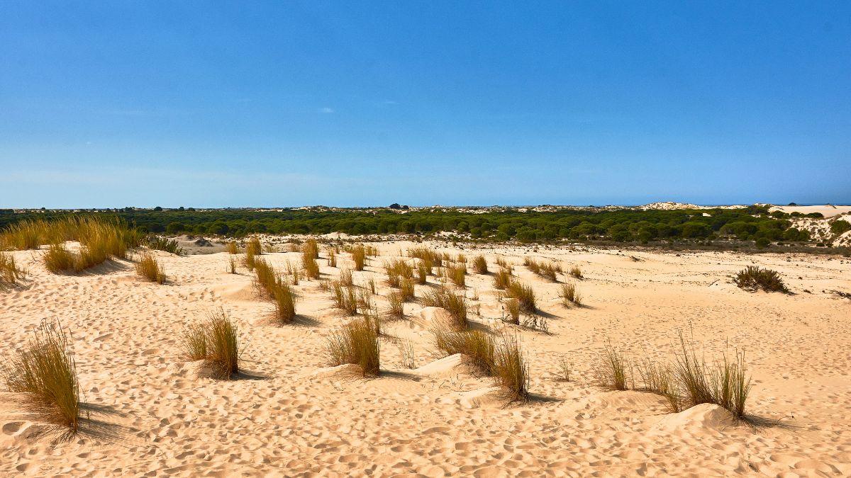 Doñana se seca: la crisis del agua que amenaza uno de los mayores humedales de Europa
