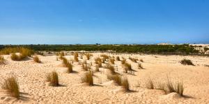 Doñana se seca: la crisis del agua que amenaza uno de los mayores humedales de Europa