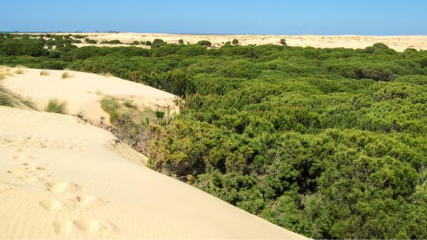 Doñana se seca: la crisis del agua que amenaza uno de los mayores humedales de Europa - El agua desaparece bajo Doñana: la amenaza invisible que preocupa a los científicos
