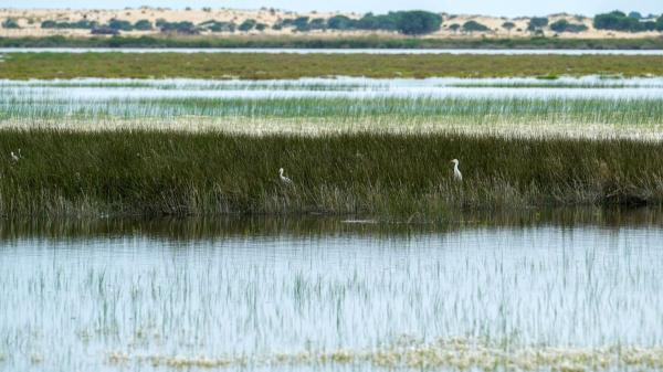 Doñana se seca: la crisis del agua que amenaza uno de los mayores humedales de Europa - Los pozos ilegales que aceleran la crisis del agua en Doñana