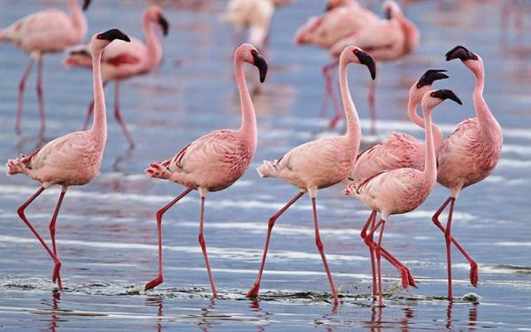 Flamenco - Reproducción del flamenco