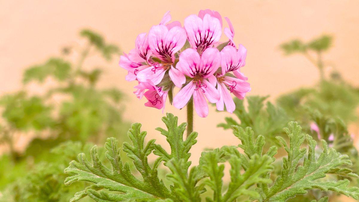 Adiós a las picaduras: la planta con aroma a limón que ayuda a ahuyentar mosquitos de forma natural