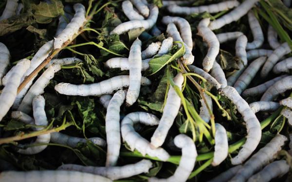 Gusanos - Características de los gusanos