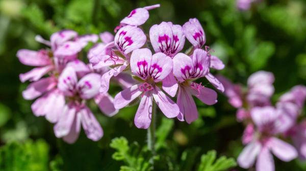 Adiós a las picaduras: la planta con aroma a limón que ayuda a ahuyentar mosquitos de forma natural - El geranio limón: la planta aromática que puede ayudarte a mantener los mosquitos lejos