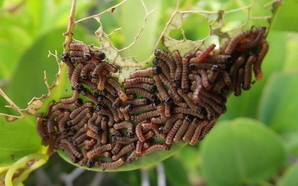 Gusanos - Subreino Eumetazoa
