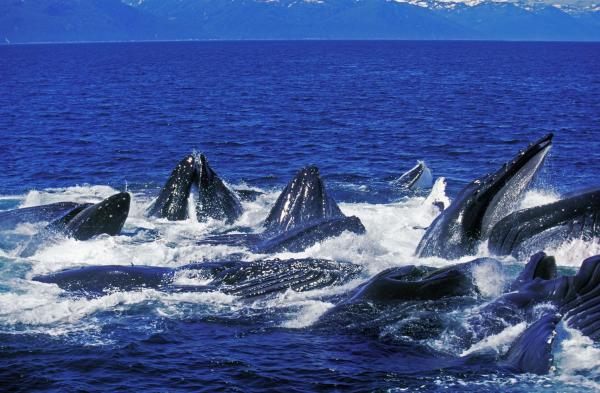 Ballena jorobada - Alimentación de la ballena jorobada