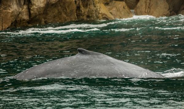 Ballena jorobada - Amenazas y conservación de la ballena jorobada 