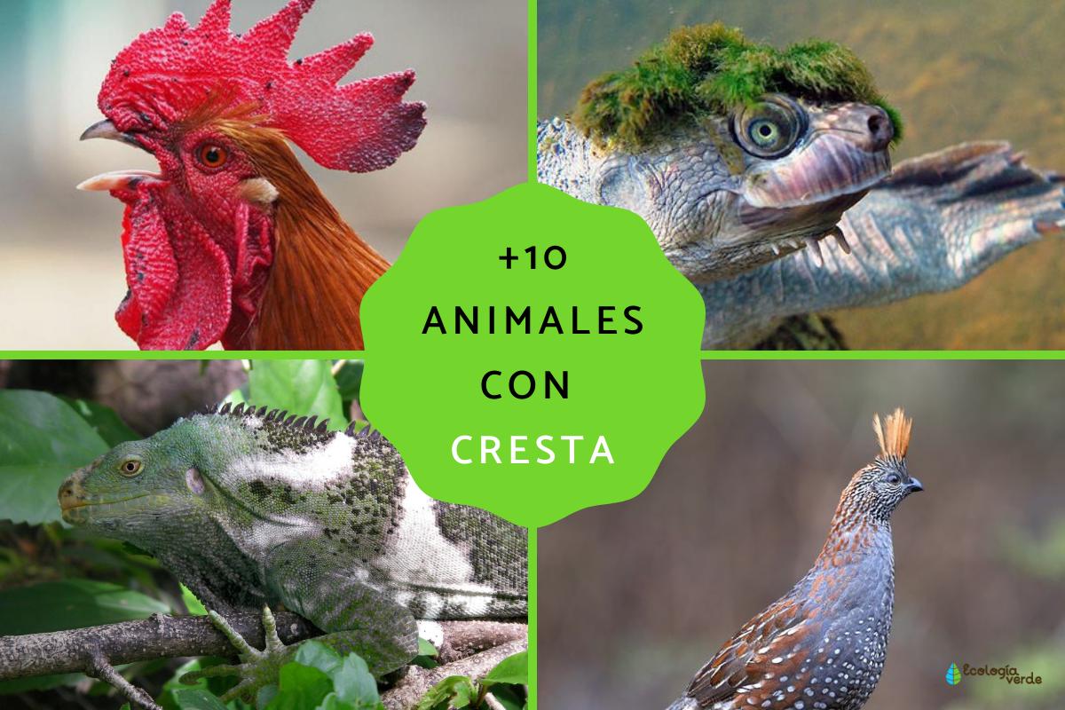 Animales con cresta