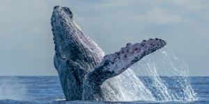 Ballena jorobada
