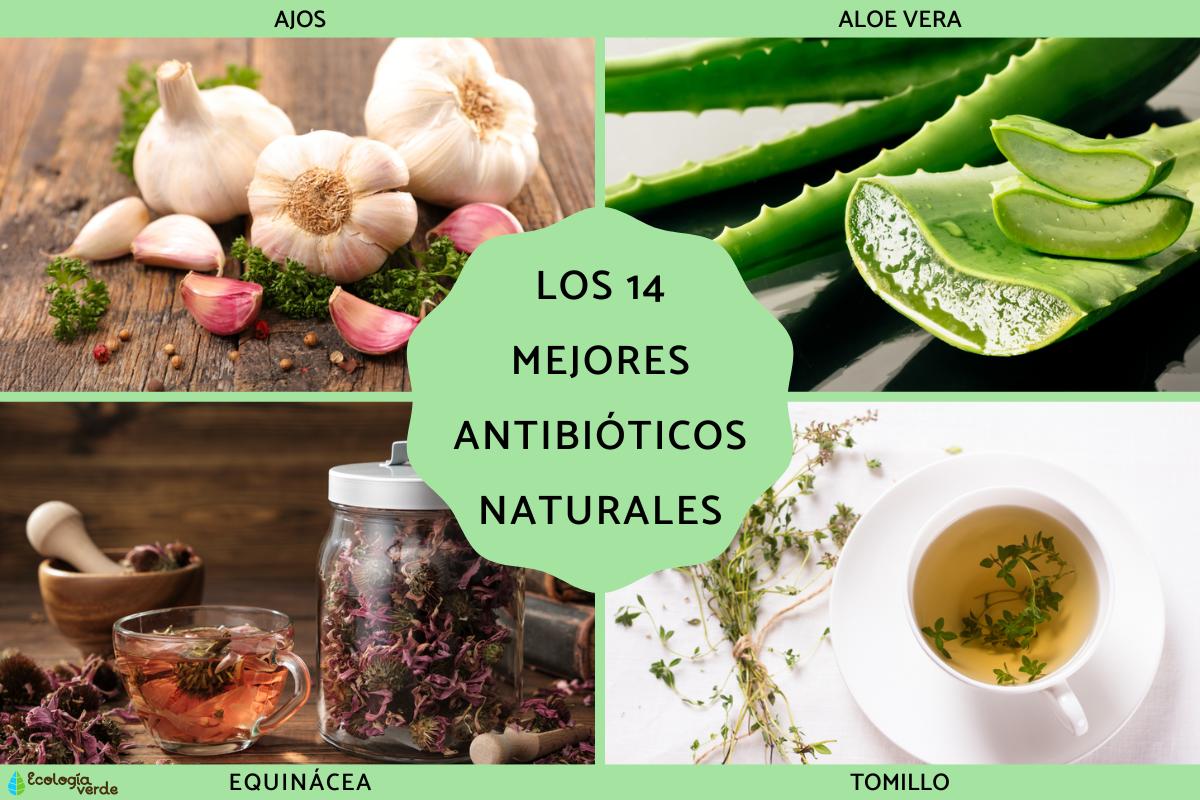 Los mejores antibióticos naturales