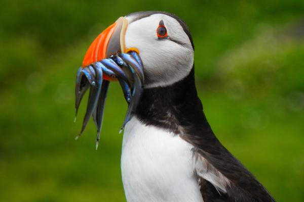 Frailecillo atlántico o Fratercula arctica - Alimentación del frailecillo atlántico