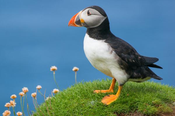 Frailecillo atlántico o Fratercula arctica - Características de Fratercula arctica