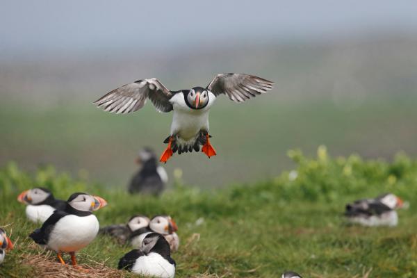 Frailecillo atlántico o Fratercula arctica - Dónde vive el frailecillo atlántico