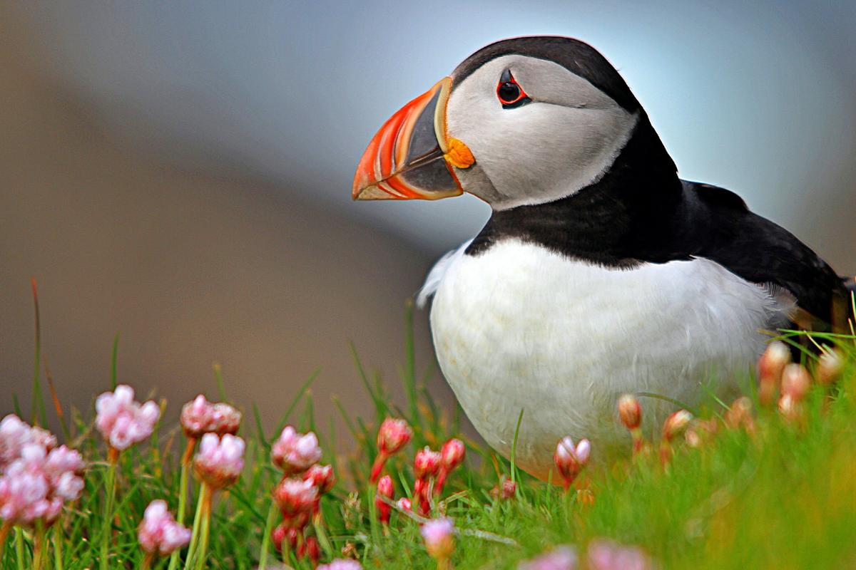 Frailecillo atlántico o Fratercula arctica