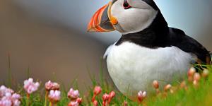 Frailecillo atlántico o Fratercula arctica