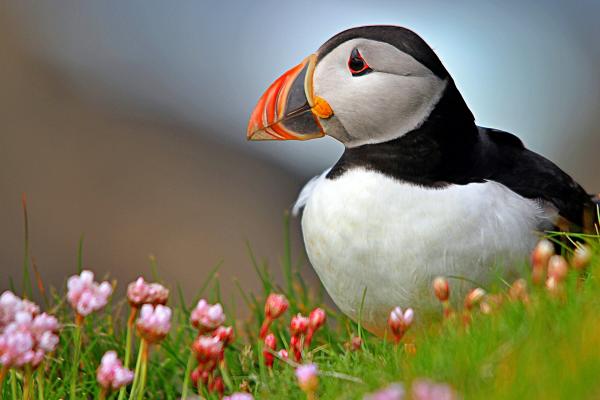 Frailecillo atlántico o Fratercula arctica