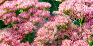 Hay una alternativa a los cactus: la planta que resiste el calor, necesita poca agua y se llena de flores rosas