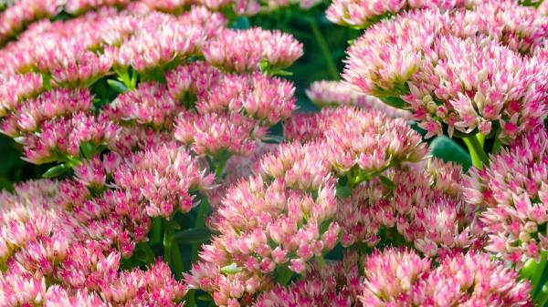 Hay una alternativa a los cactus: la planta que resiste el calor, necesita poca agua y se llena de flores rosas