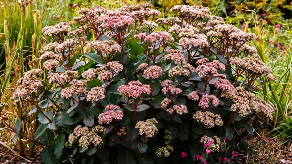 Hay una alternativa a los cactus: la planta que resiste el calor, necesita poca agua y se llena de flores rosas - La hierba callera tiene un secreto para sobrevivir a la sequía