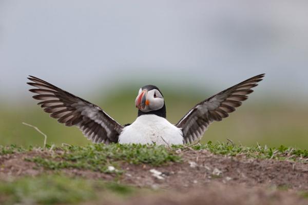 Frailecillo atlántico o Fratercula arctica - Reproducción del frailecillo atlántico