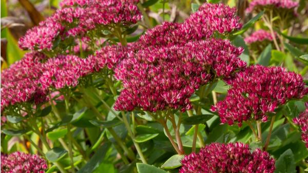 Hay una alternativa a los cactus: la planta que resiste el calor, necesita poca agua y se llena de flores rosas - Sus flores rosas aparecen justo cuando más aprieta el calor