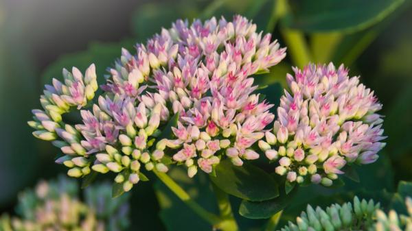 Hay una alternativa a los cactus: la planta que resiste el calor, necesita poca agua y se llena de flores rosas - Una planta que también queda bien en macetas y rocallas