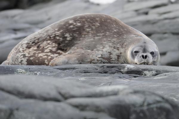 Foca leopardo o Hydrurga leptonyx - Amenazas y conservación de la foca leopardo
