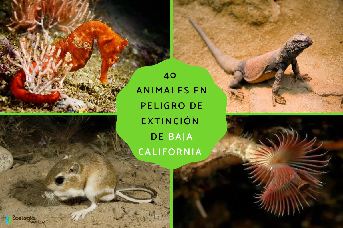 Animales en peligro de extinción en Baja California