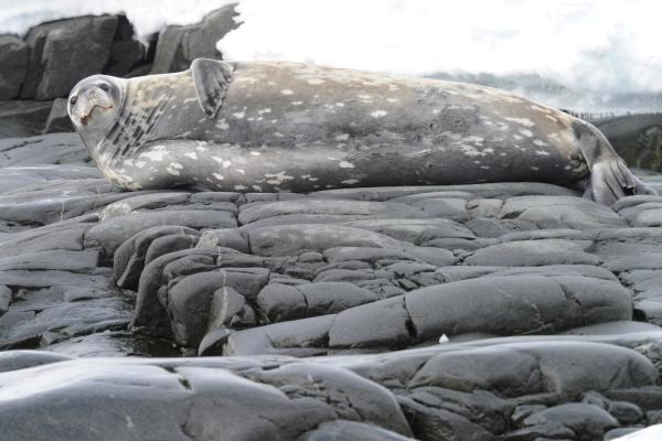 Foca leopardo o Hydrurga leptonyx - Características de la foca leopardo