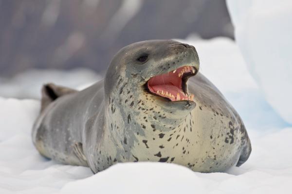 Foca leopardo o Hydrurga leptonyx - Comportamiento de la foca leopardo