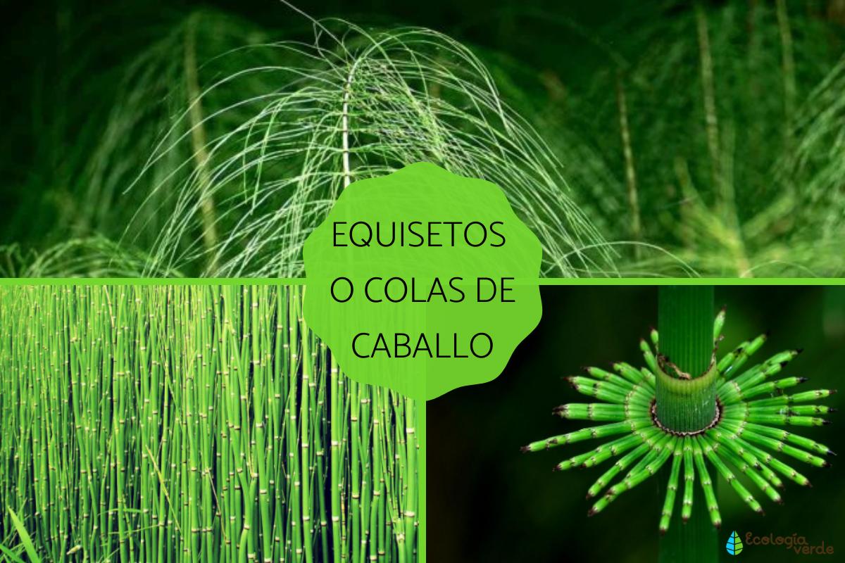 Equisetos: qué son, características y ejemplos