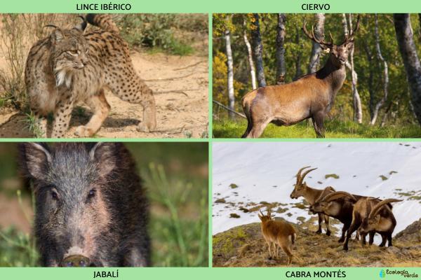 Flora y fauna de Andalucía - Fauna de Andalucía