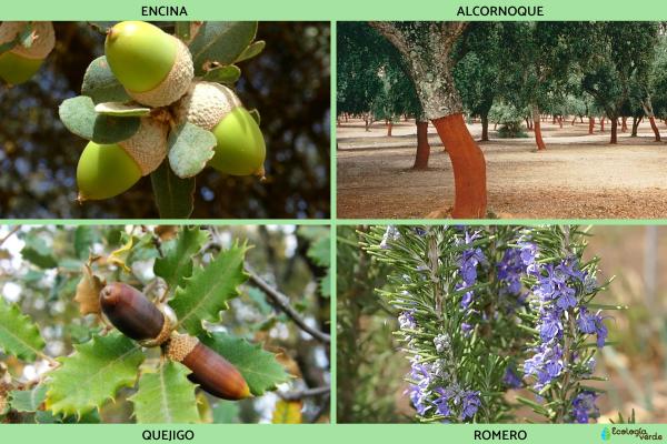 Flora y fauna de Andalucía - Flora de Andalucía