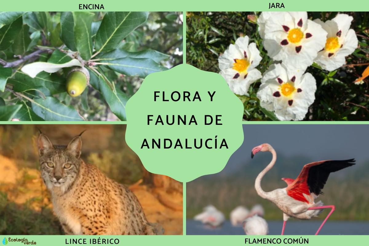 Flora y fauna de Andalucía