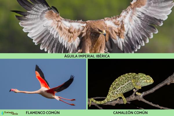 Flora y fauna de Andalucía -