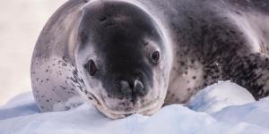 Foca leopardo o Hydrurga leptonyx