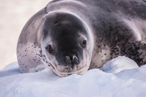 Foca leopardo o Hydrurga leptonyx