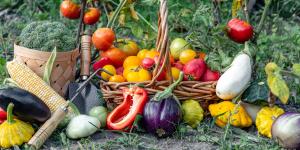 Qué plantar en septiembre en el huerto en España: calendario, plantas y tareas importantes este mes