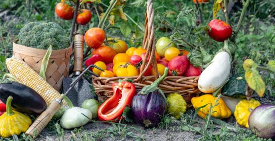 Qué plantar en septiembre en el huerto en España: calendario, plantas y tareas importantes este mes