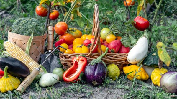 Qué plantar en septiembre en el huerto en España: calendario, plantas y tareas importantes este mes