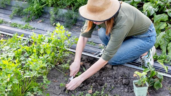 Qué plantar en septiembre en el huerto en España: calendario, plantas y tareas importantes este mes - Qué sembrar en septiembre según la fecha: los cultivos para la primera y segunda quincena