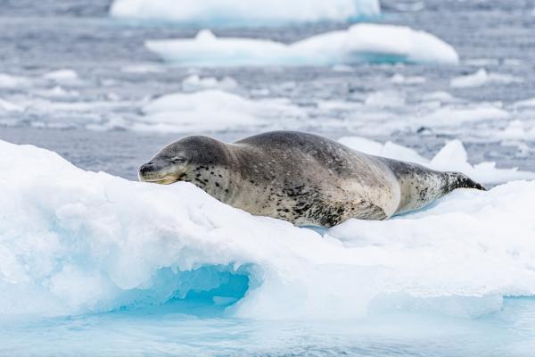 Foca leopardo o Hydrurga leptonyx - Reproducción de la foca leopardo