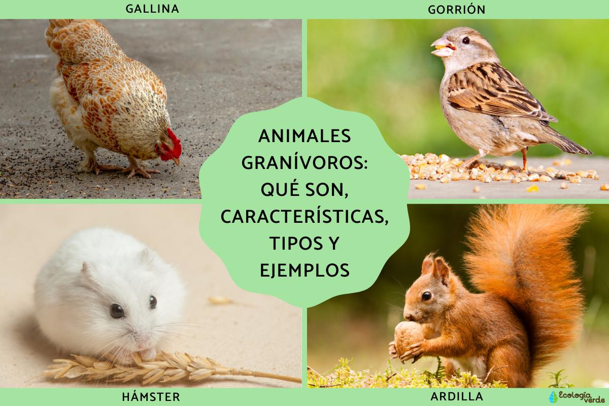 Animales granívoros: qué son, características, tipos y ejemplos