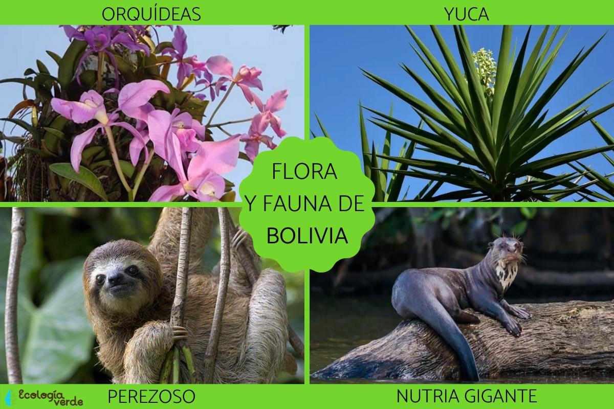 Flora y fauna de Bolivia