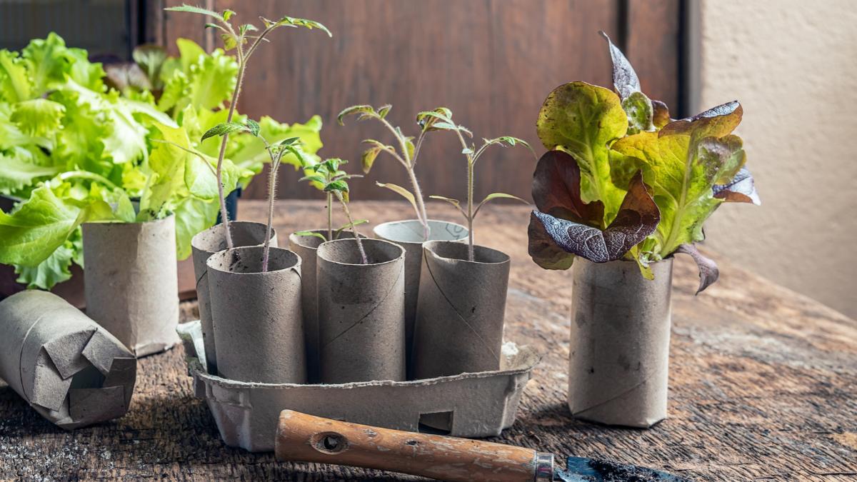 Los tubos de cartón del papel higiénico tienen una segunda vida: así puedes aprovecharlos en el jardín
