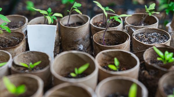 Los tubos de cartón del papel higiénico tienen una segunda vida: así puedes aprovecharlos en el jardín - Un semillero casero que puedes preparar con un simple tubo de cartón