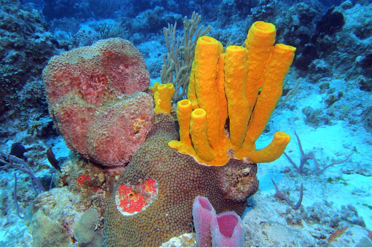 Poríferos: qué son, tipos, reproducción y ejemplos