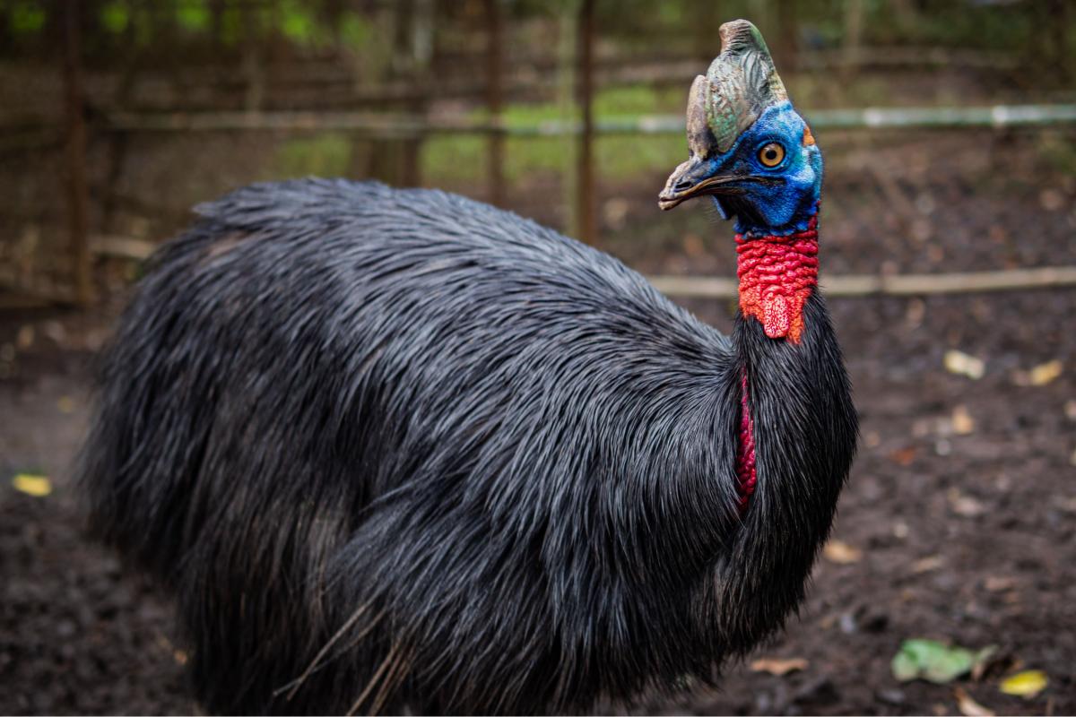 Cuál es el ave más peligrosa del mundo