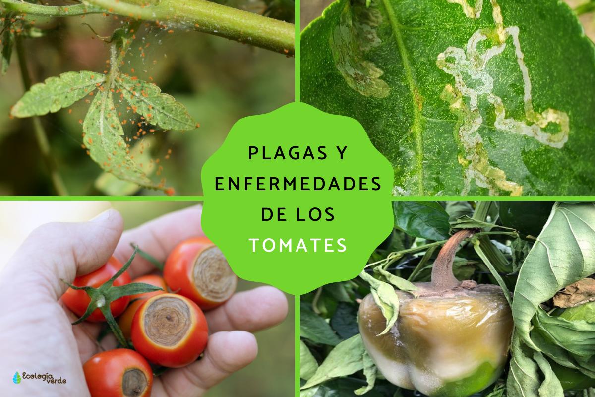 Enfermedades del tomate